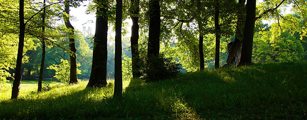 Waldszene